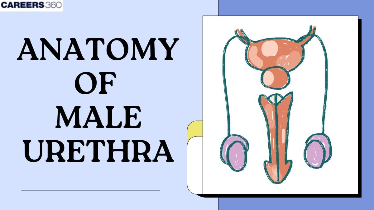 Anatomy Of Male Urethra: Anatomy, Function, Conditions, Diagram